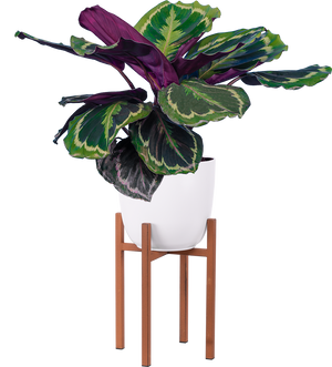 calathea ornata medallion Calathea Medallion | 6