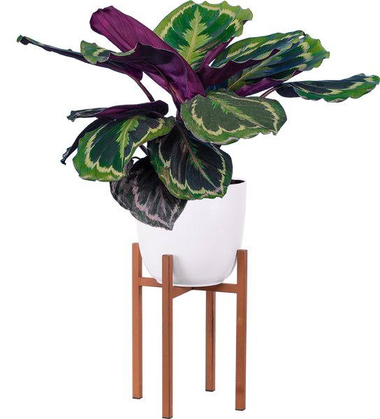 Calathea Medallion | 6