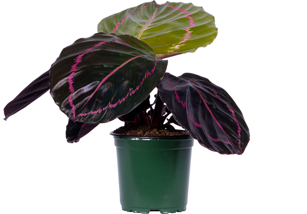 Calathea Roseopicta Dottie | 4