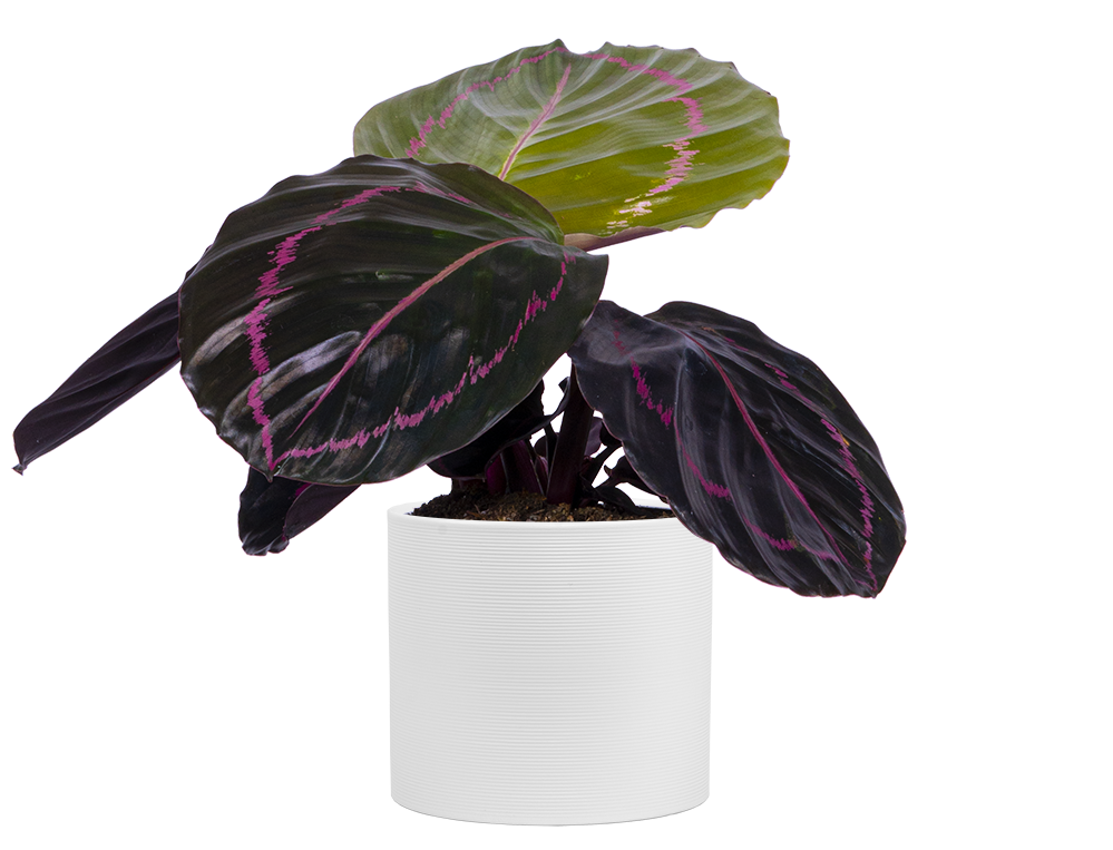 Calathea Roseopicta Dottie (S)