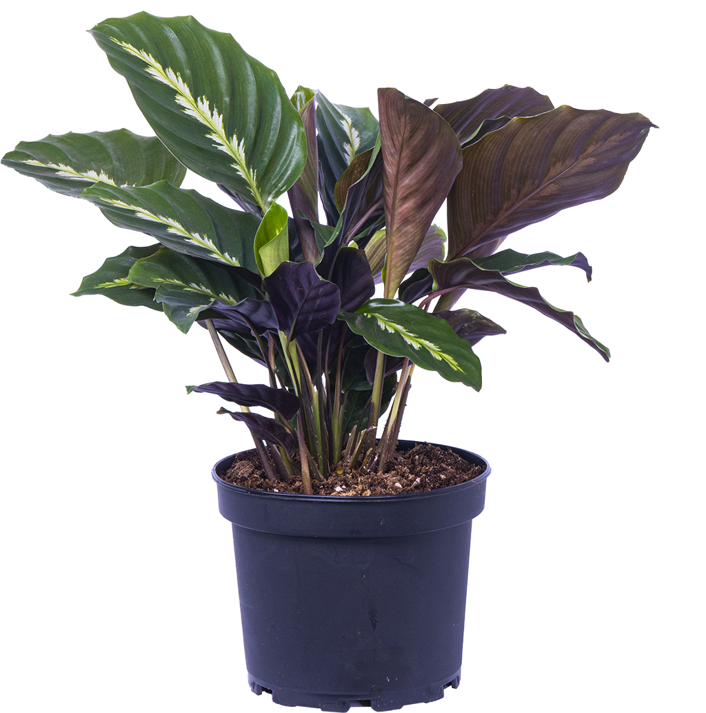 Calathea Maui Queen (M)