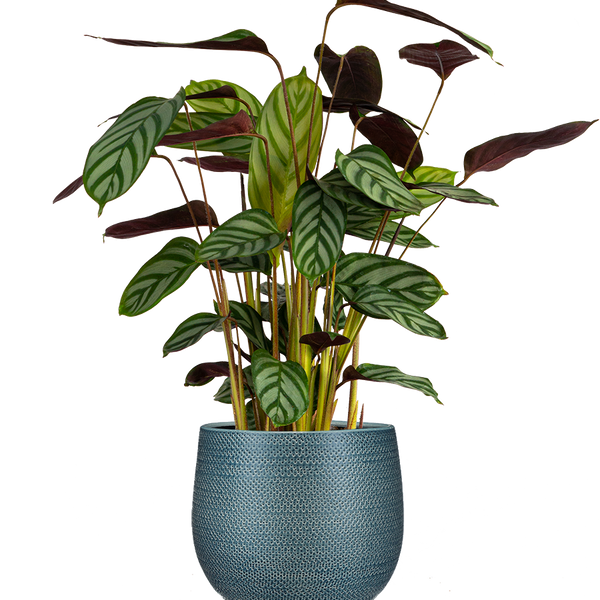 Ctenanthe Oppenheimer | Prayer plant | 6