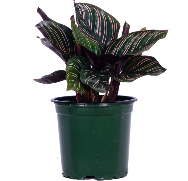 Calathea Ornata | 4" Pot | Pet Friendly Houseplant | Plantsome
