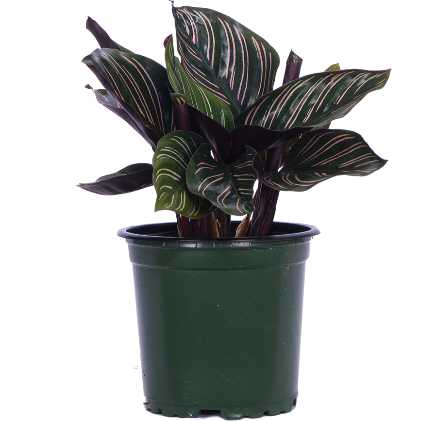 Calathea Ornata (S)