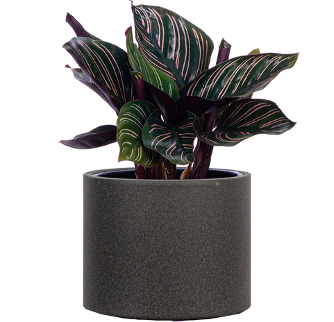 Bathroom plants  Plantsome