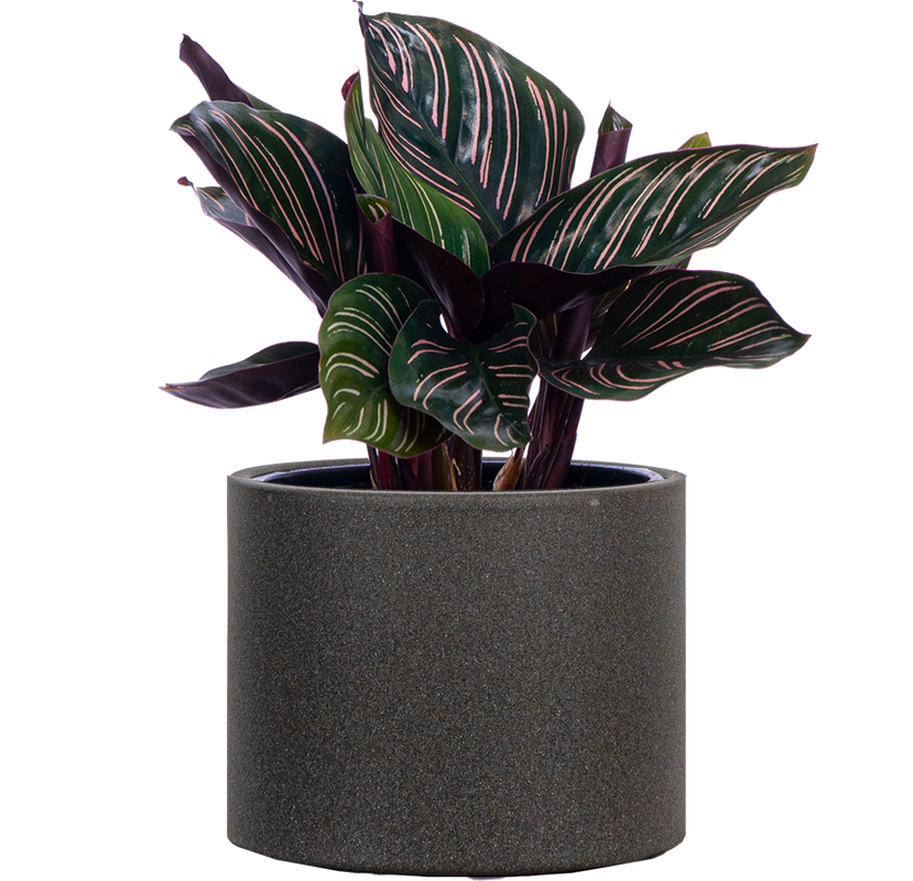 Calathea Ornata (S)