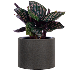 Calathea Ornata (S)