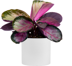 Calathea Roseopicta Silvia (S)