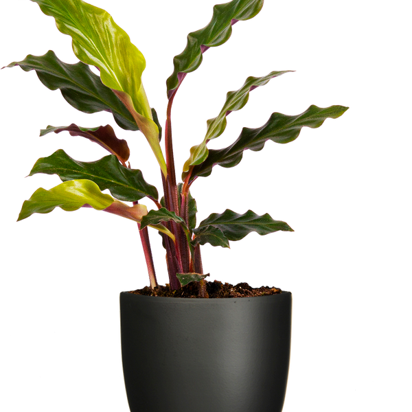 Calathea Rufibarba (S)