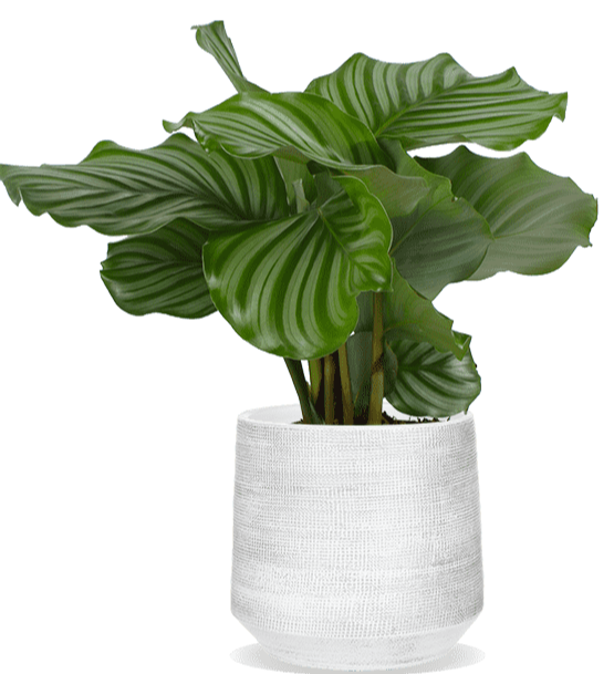 Calathea Orbifolia (S)