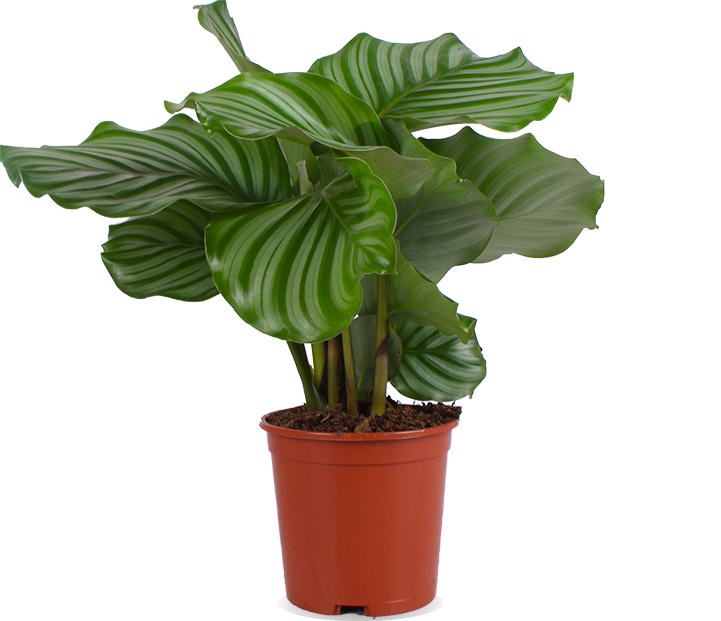 Calathea Orbifolia (S)