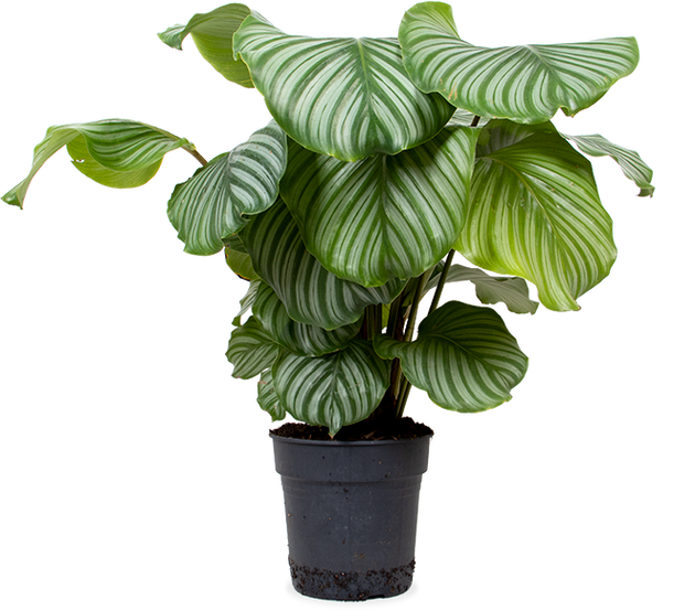 Calathea Orbifolia | 8