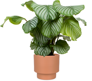 calathea orbifolia xl Calathea Orbifolia | 8