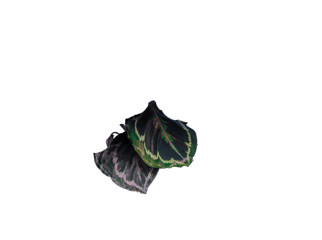 Calathea Medallion | 6