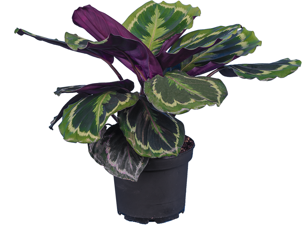 Calathea Medallion (M)