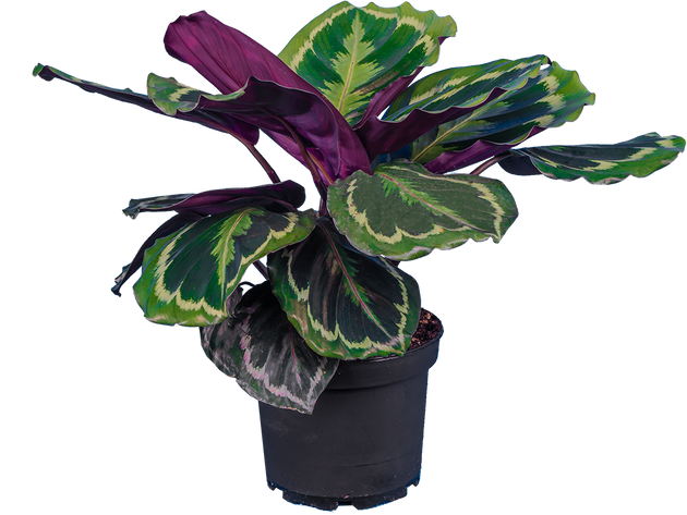 Calathea Medallion | 6