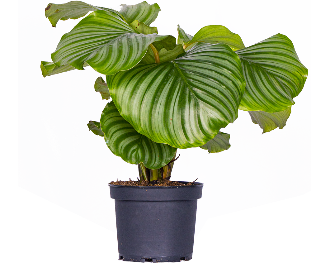 Calathea Orbifolia (M)