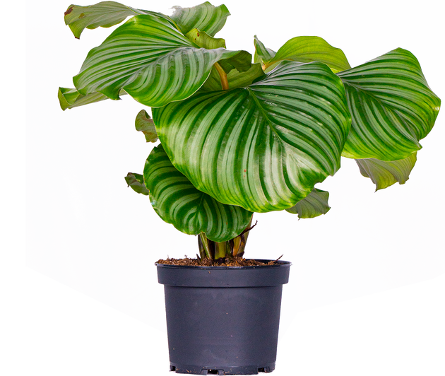 Calathea Orbifolia | 6cm | Pet Friendly Houseplant