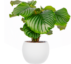 Calathea Orbifolia (M)