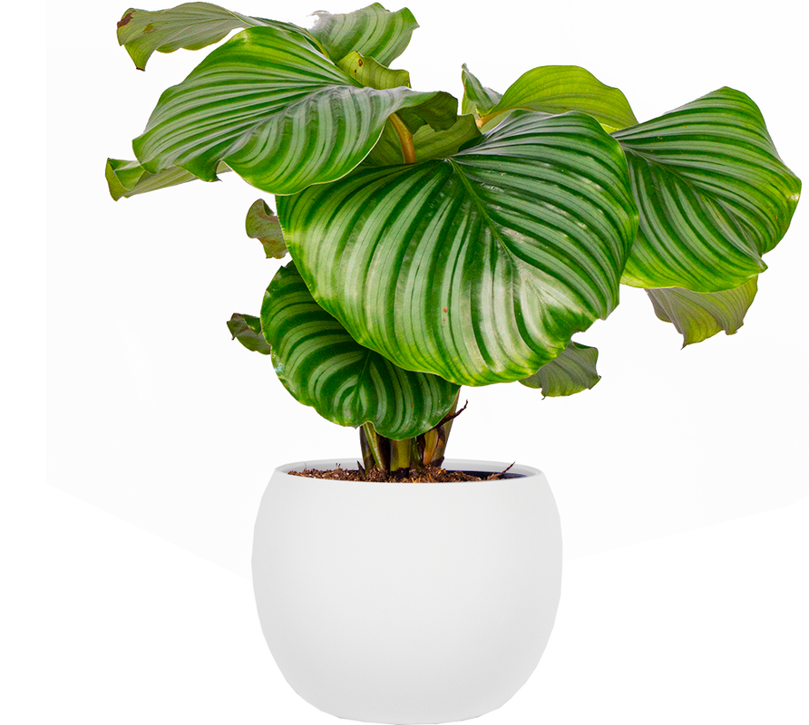 Calathea Orbifolia (M)