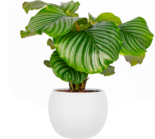 dragon tree dracaena Dracaena marginata - Dragon Tree