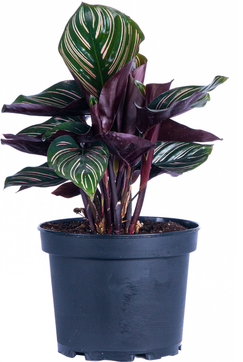 Calathea Ornata (M)