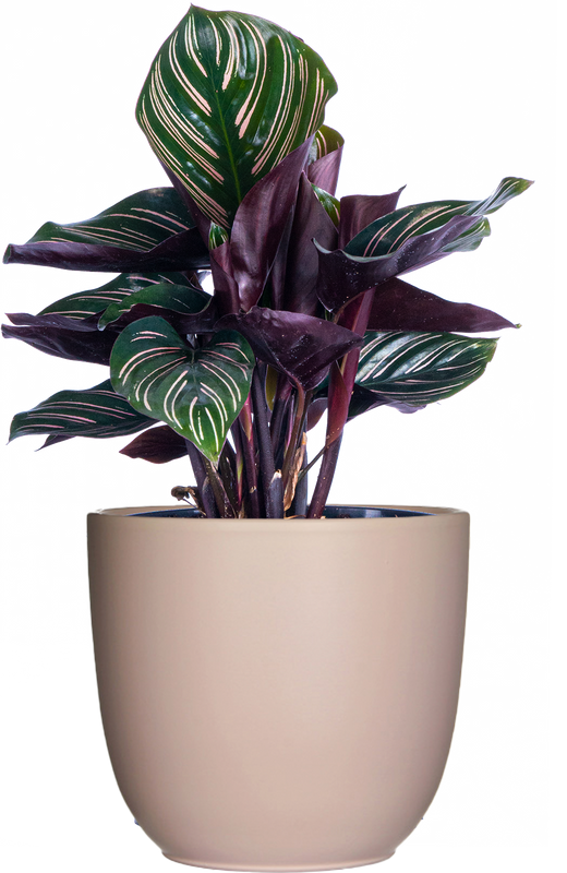 Calathea Ornata (M)