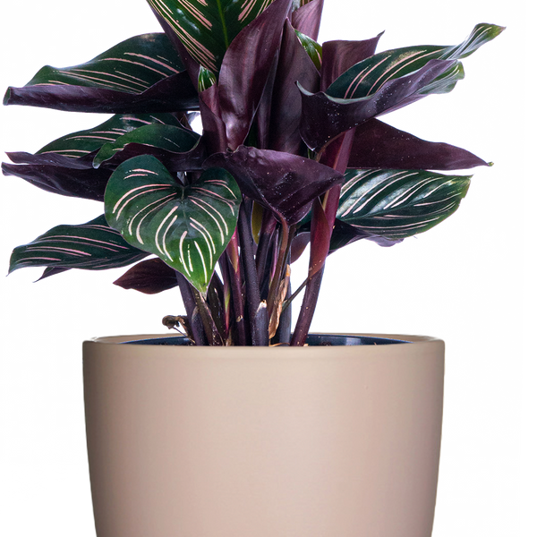 plantsome calathea Calathea Ornata | 6