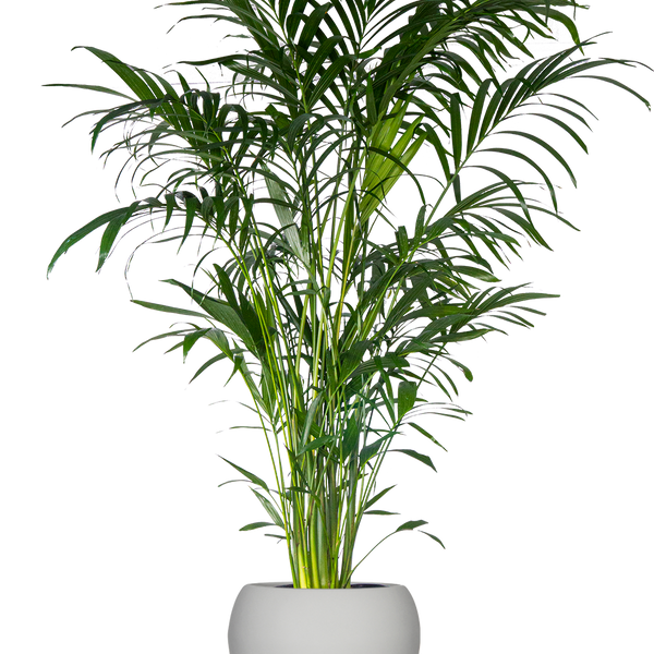 Cat Palm | Chamaedorea Cataractarum | 10