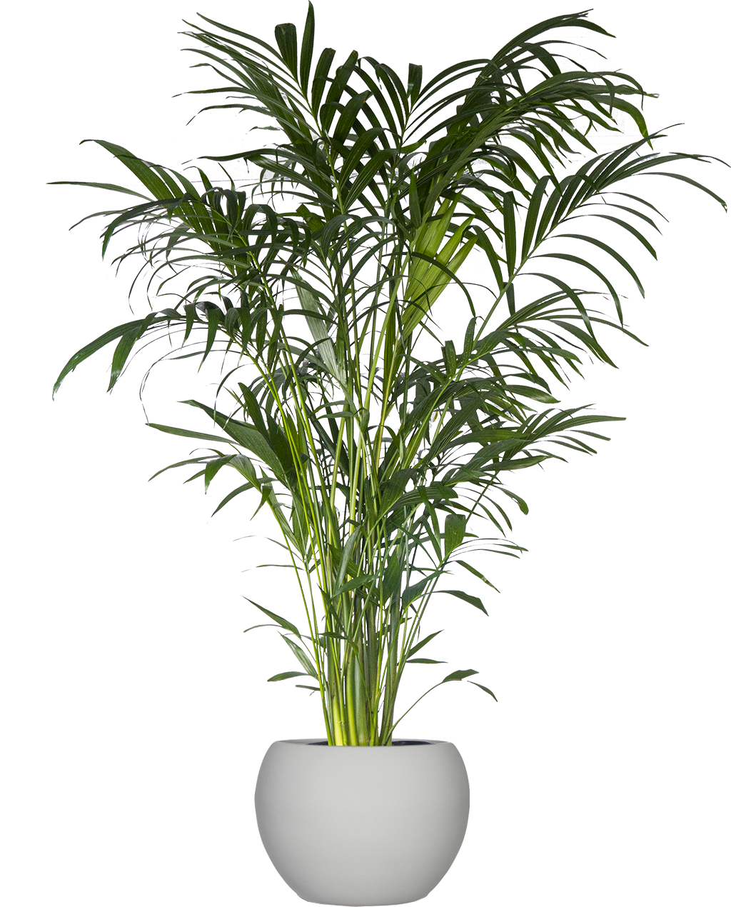 is a cat palm a good indoor plant Cat Palm