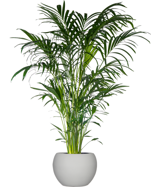cat palm scientific name Cat Palm | Chamaedorea Cataractarum | 10" Pot | Pet Friendly Houseplant
