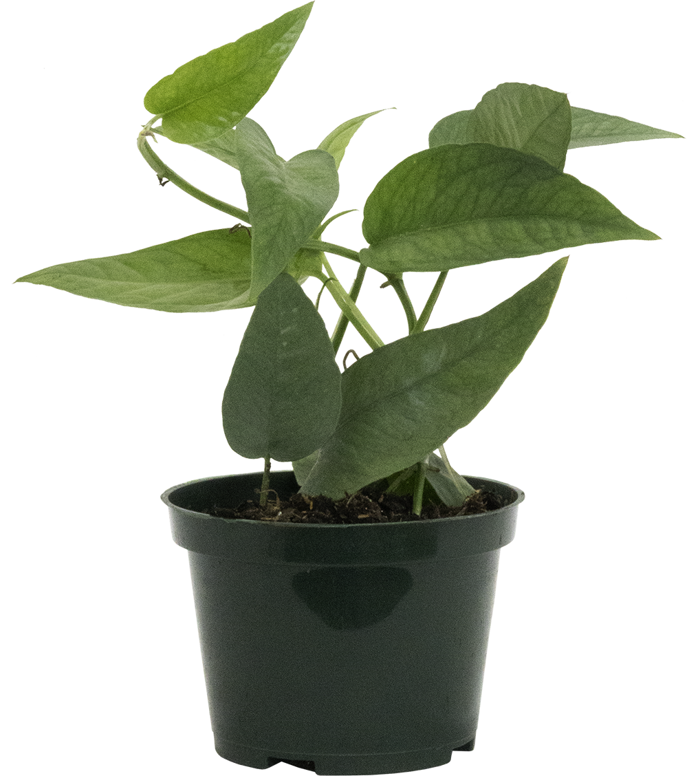 Epipremnum Pinnatum | Cebu Blue Pothos (S)