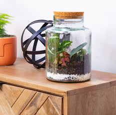 Chico the Terrarium | XS