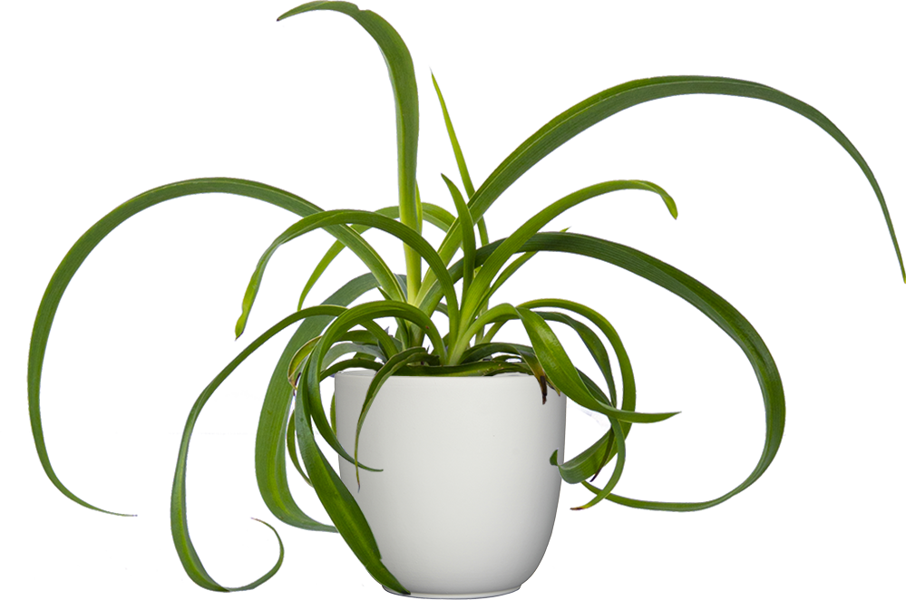 Spider Plant Green | Chlorophytum Comosum (S)