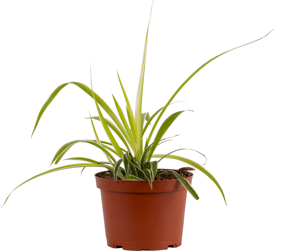 Spider Plant | Chlorophytum Comosum (M)