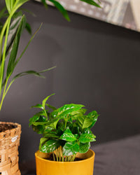 coffee house plant Coffea Arabica | Coffee Plant | 4" Pot | Easy Care Houseplant