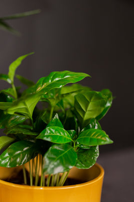 coffee plant air purifier Coffea Arabica | Coffee Plant | 4" Pot