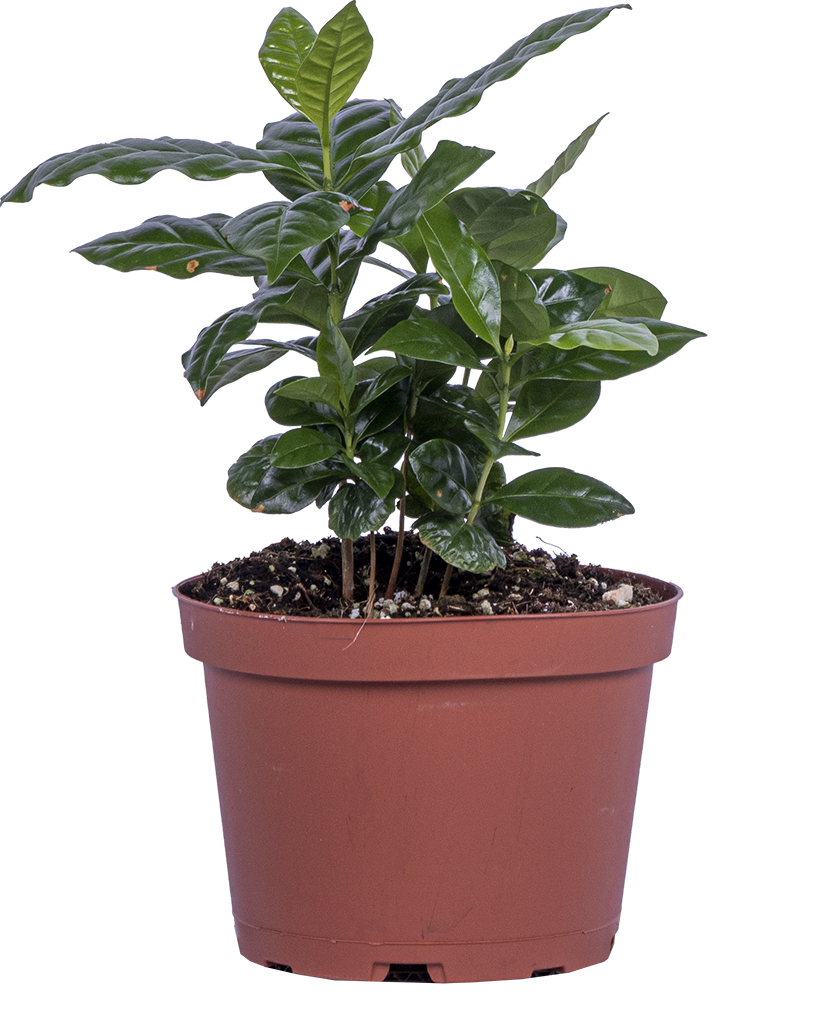 Coffea Arabica | Coffee Plant (M)