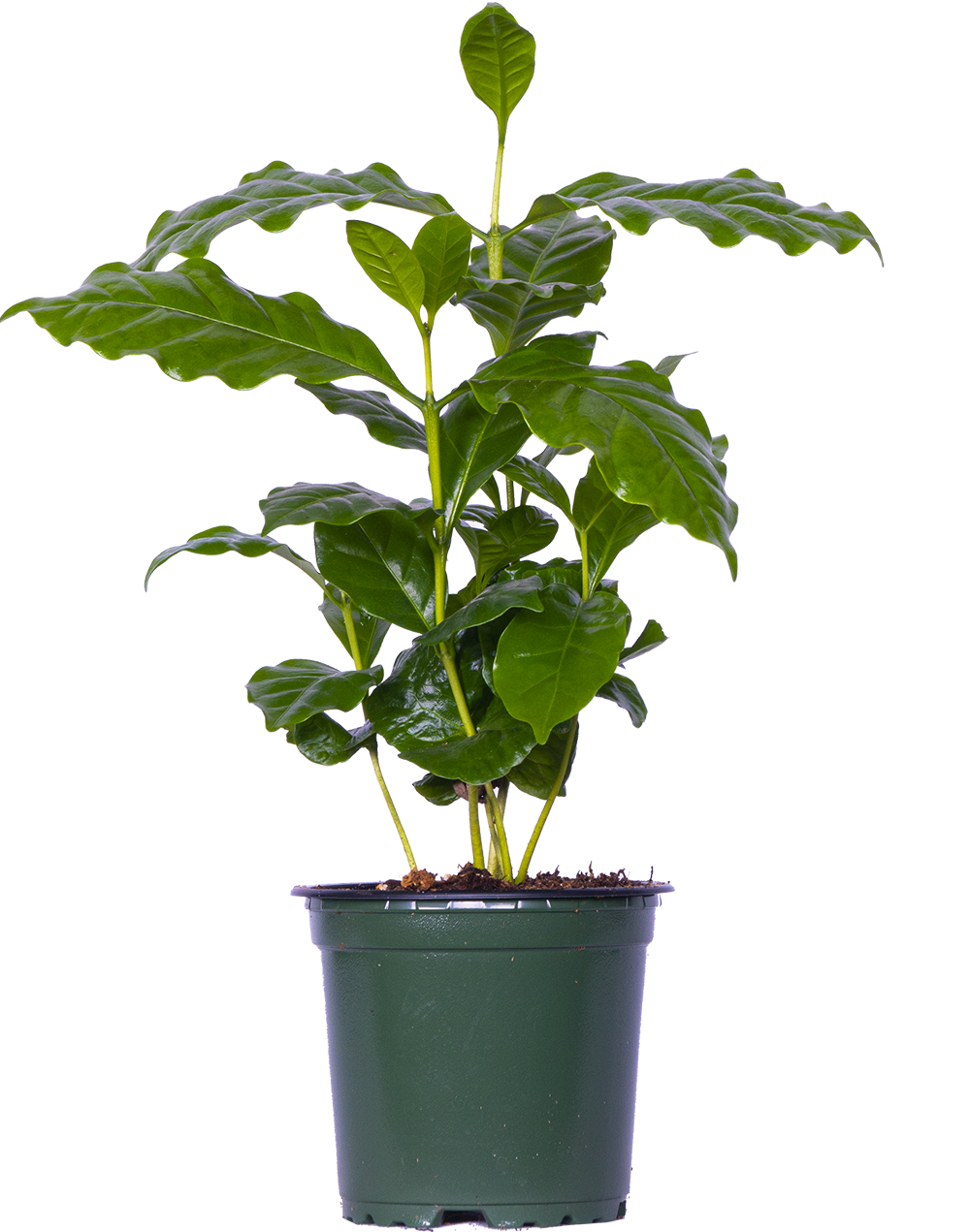 coffee for house plants Coffea Arabica | Coffee Plant | 4" Pot