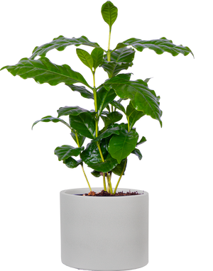 coffee bean plant indoor Coffea Arabica | Coffee Plant | 4" Pot | Easy Care Houseplant