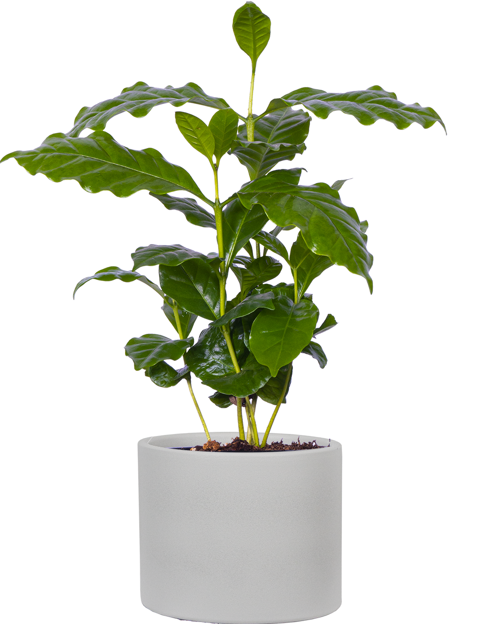 Coffea Arabica | Coffee Plant | 4