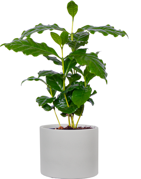 coffea arabica plant Coffea Arabica | Coffee Plant | 4