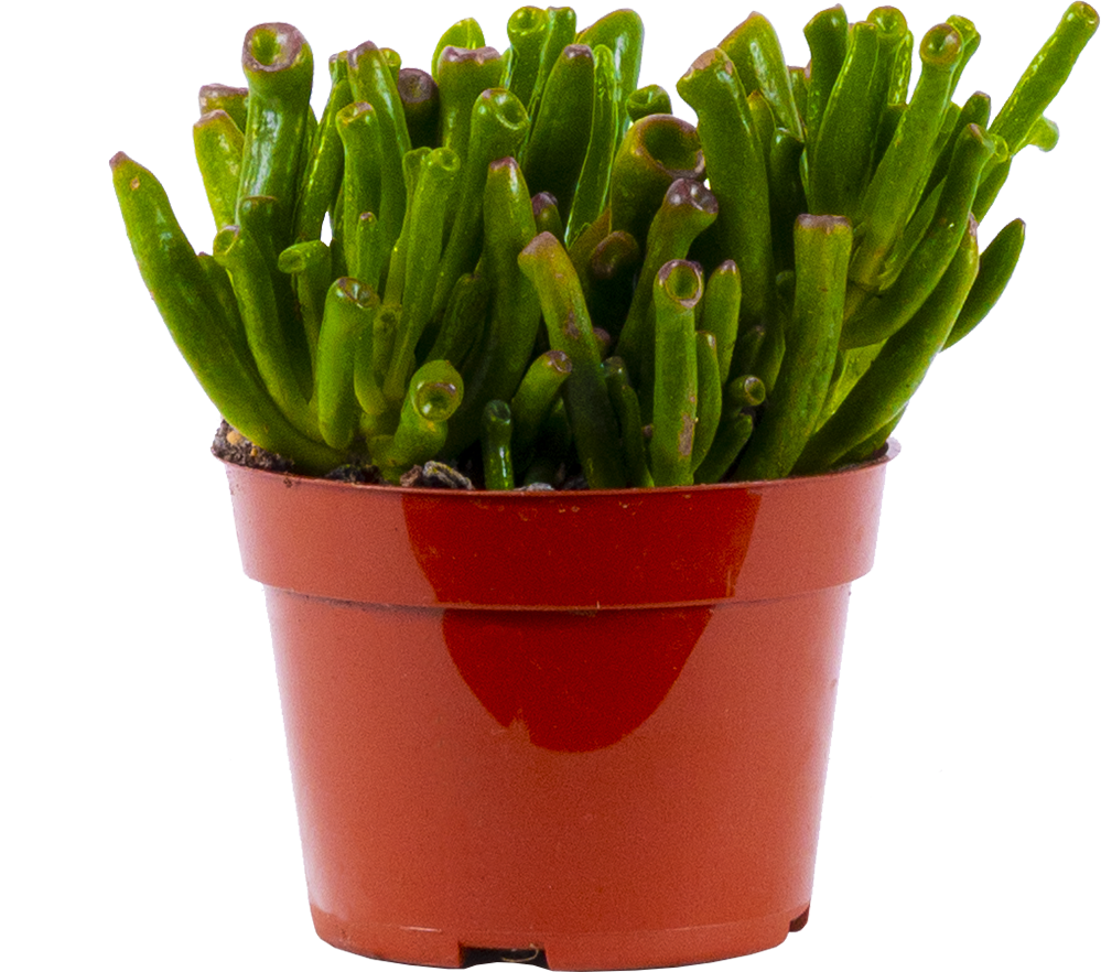 Ogre Ears Succulent | Crassula ovata Gollum (S)
