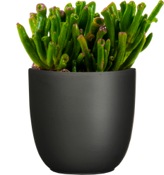 Ogre Ears Succulent | Crassula ovata Gollum (S)