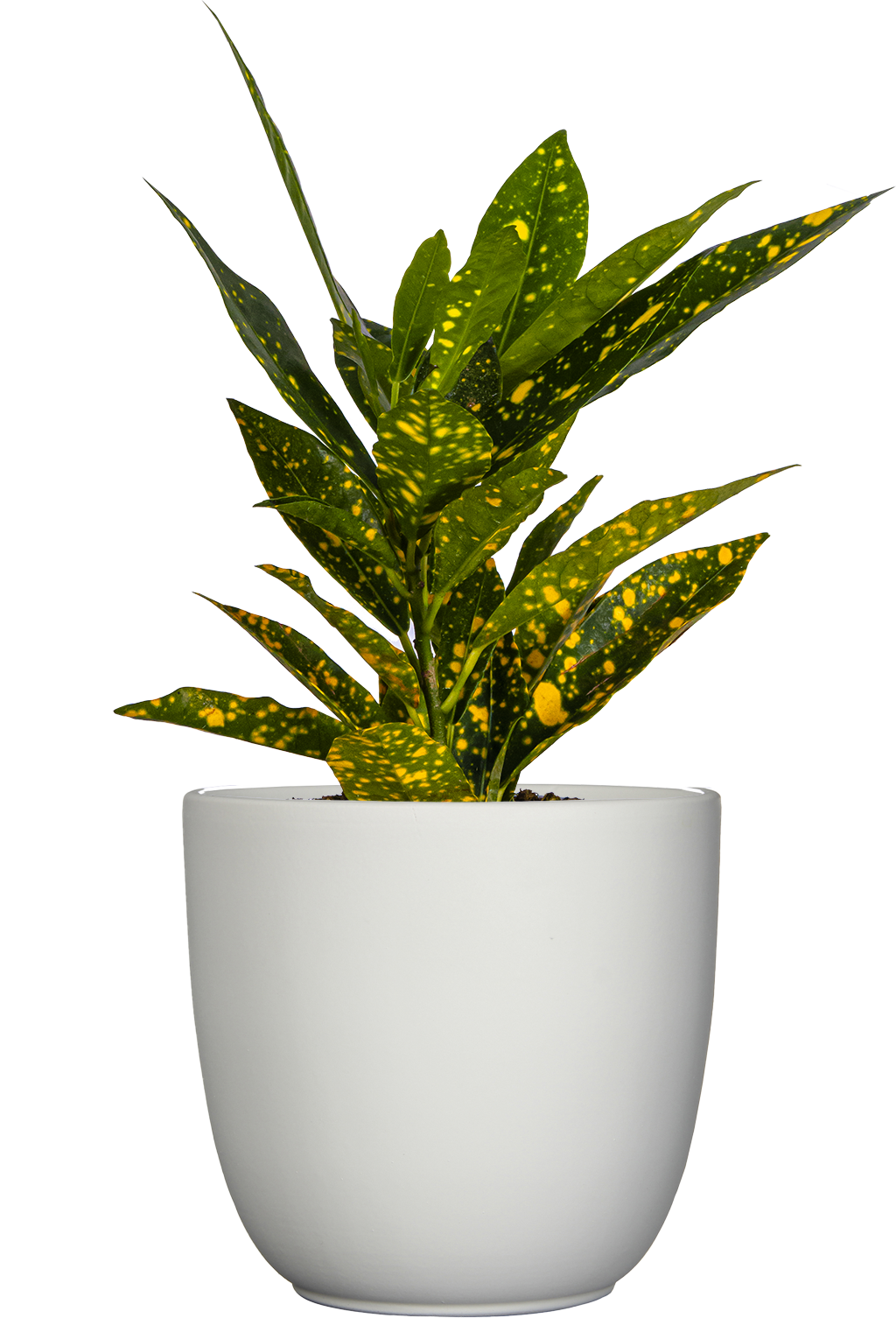 gold dust croton plant care Croton Gold Dust | 4