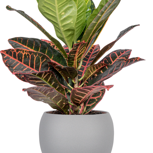 croton petra plant indoors Croton Petra | 6" Pot | Houseplant