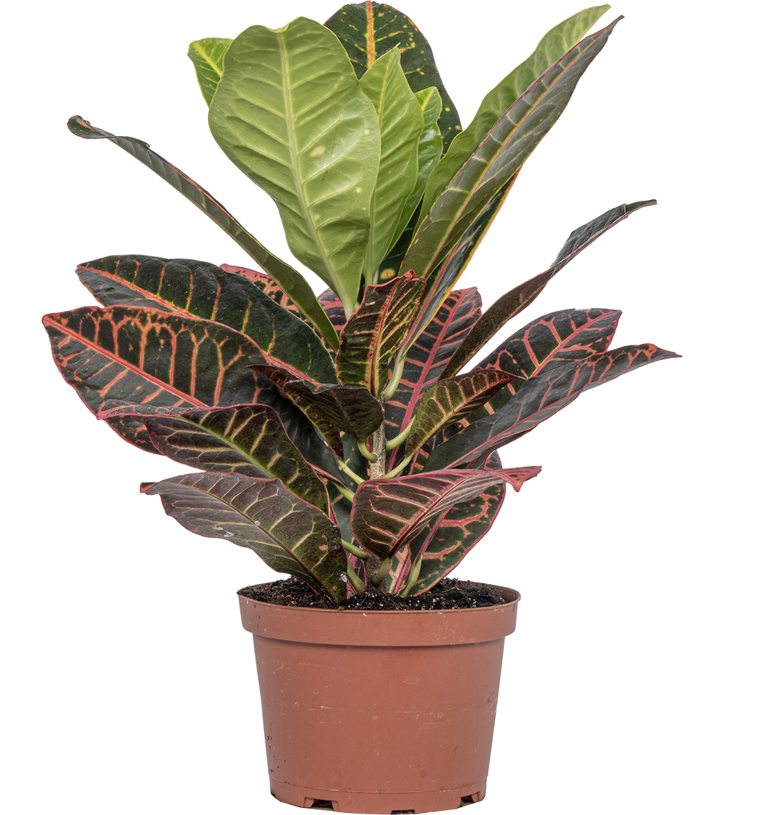 Croton Petra (S)