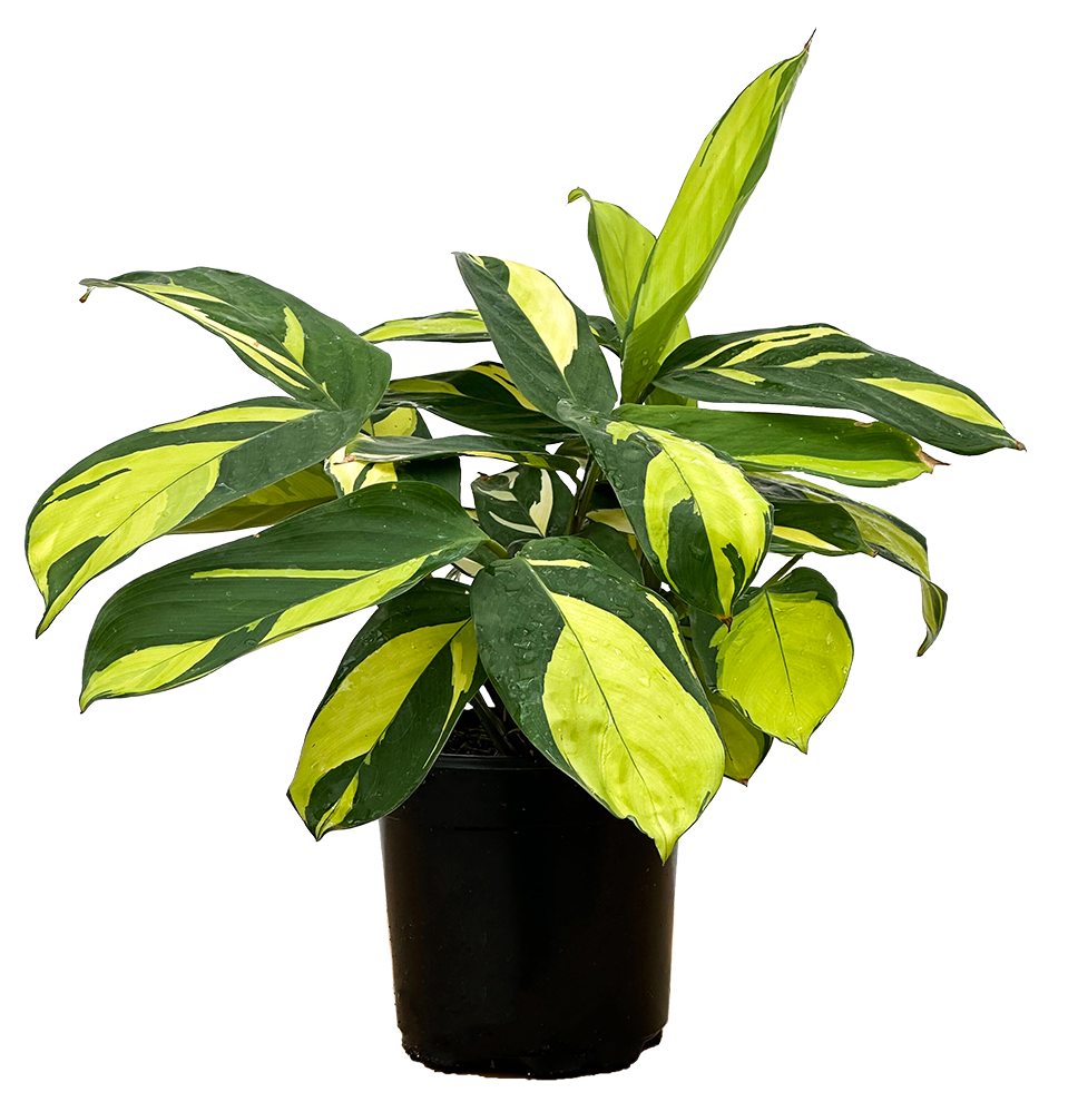 Ctenanthe Lubbersiana Golden | Mosaic Plant (M)