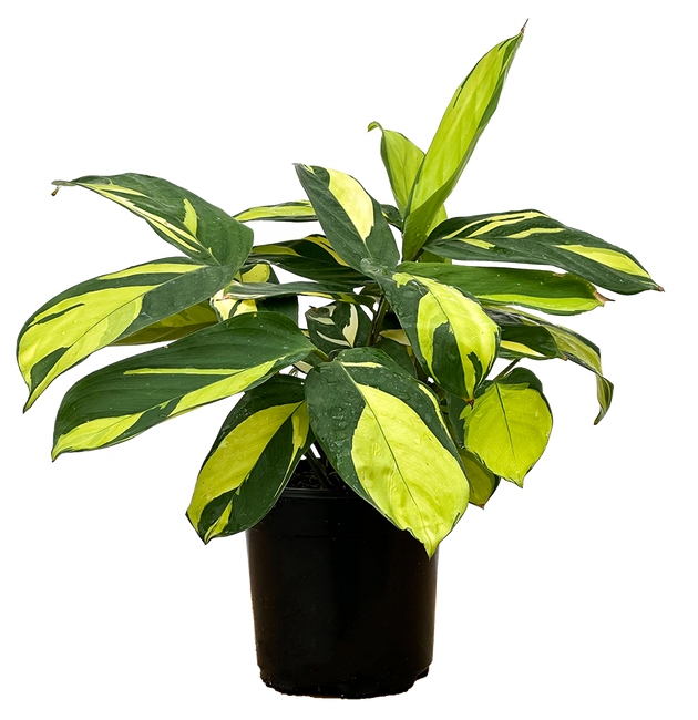 Ctenanthe Lubbersiana | Mosaic Plant | 4