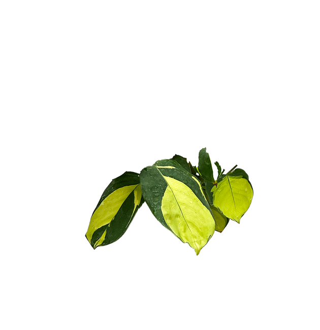 golden mosaic prayer plant Ctenanthe Lubbersiana | Mosaic Plant | 4" Pot | Pet Friendly Houseplant